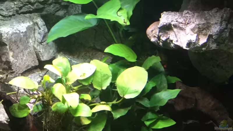 Anubias barteri von Steffi66 (21)