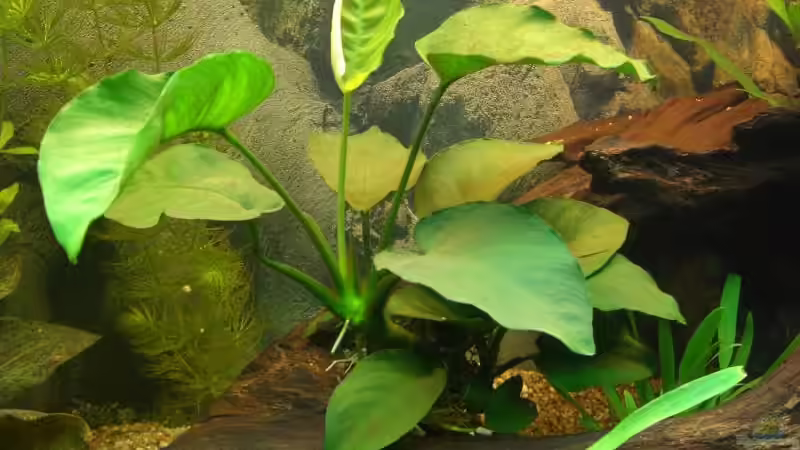 anubias barteri von Stephan Fehringer (16)