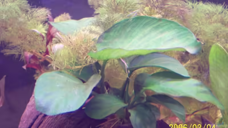 Anubias barteri von Sven Pohlner (8)