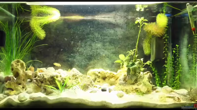 Anubias barteri von TDG (3)