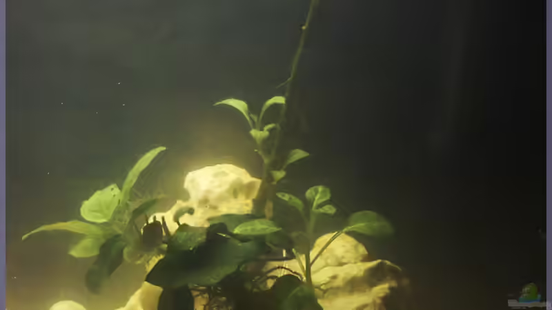 Anubias barteri von TDG (9)