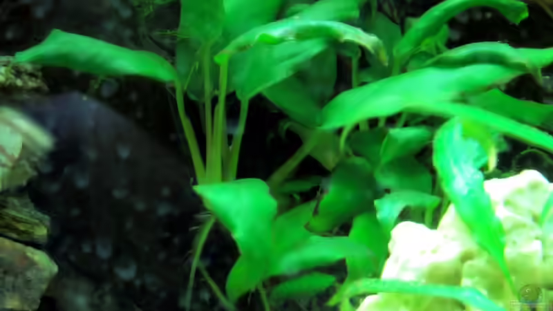 Anubias barteri von The Last (5)