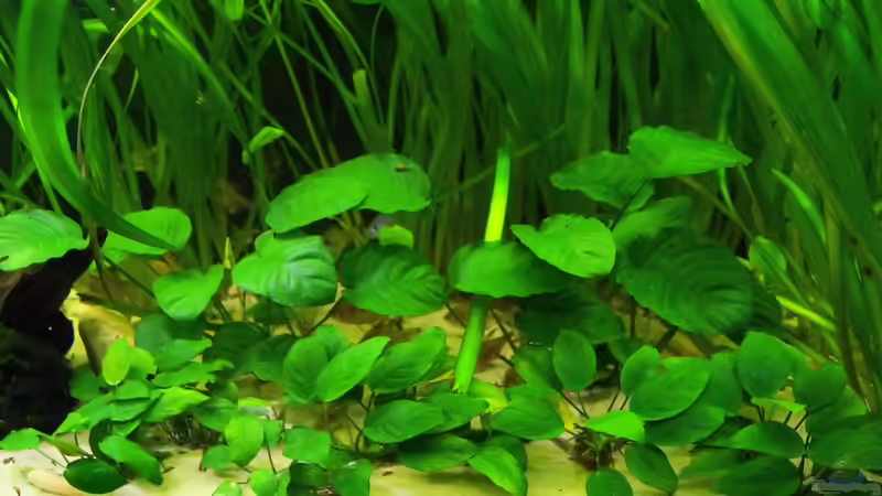 Anubias barteri von Theresa Horak (5)