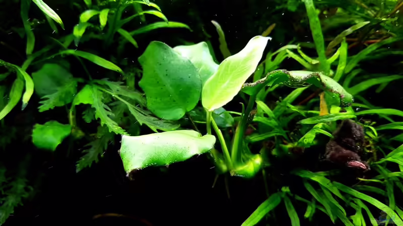 Anubias barteri von YoshiMaus (6)