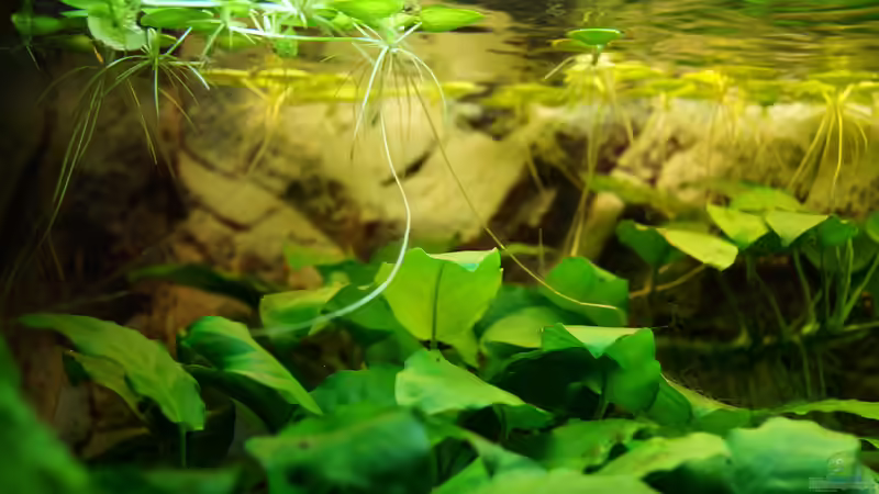 Anubias barteri werden von Limnobium laevigatum beschattet von Guido Seifert (11)