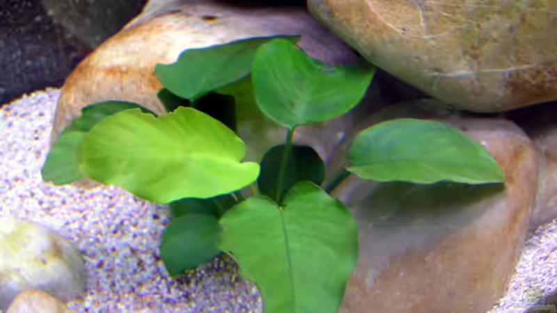 Anubias Barterie von Christoph Winter (5)