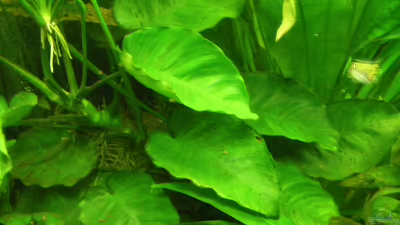 Anubias bateri .reicht bis zur Wasseroberfläche von Bazzi (34)