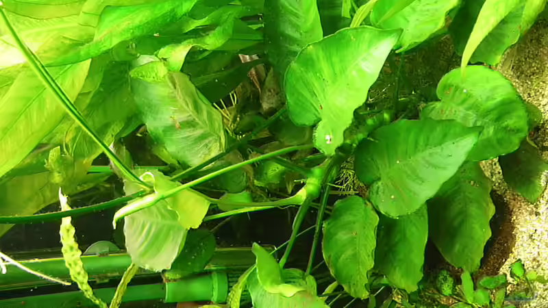 Anubias bateri 26.9.10 von Bazzi (32)