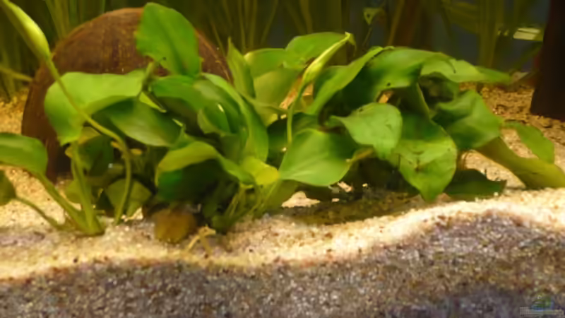anubias bateri nana von Dito (2)