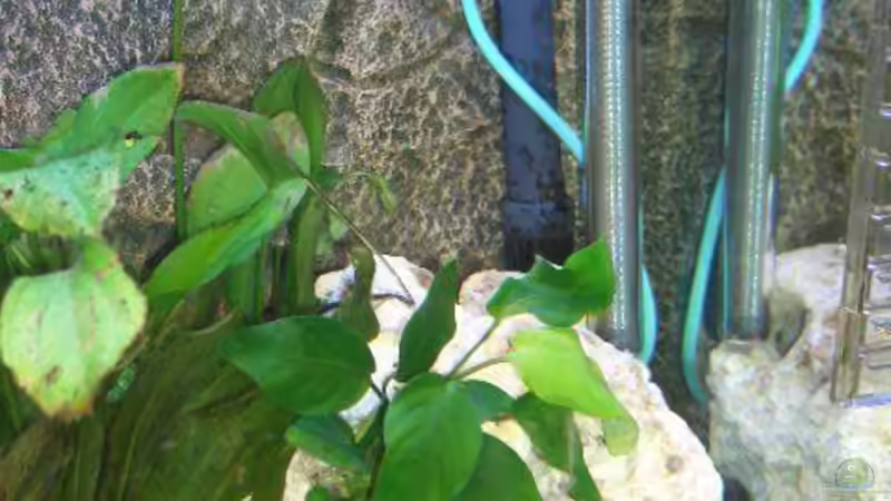 Anubias bateri nana von Matthias Schmidt (4)