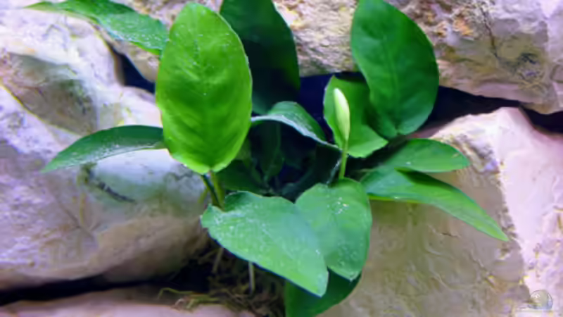 Anubias bateri nana von rhauk (8)