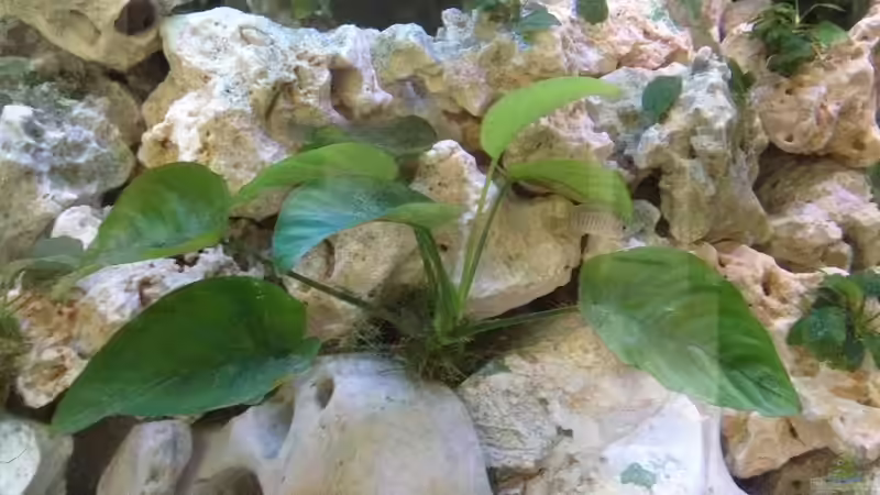 Anubias Bateri von similis (23)
