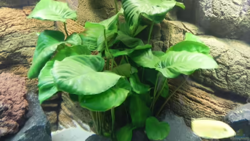 Anubias bateri von Sternenseeträumer (16)
