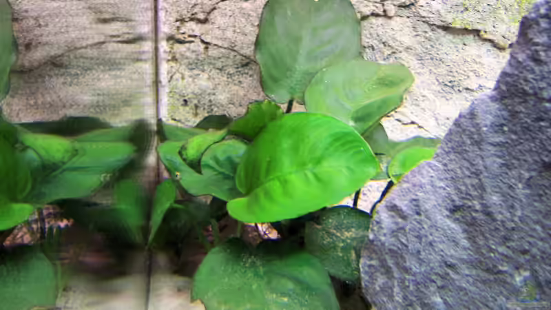 Anubias bateri von Thimo Schneider (3)