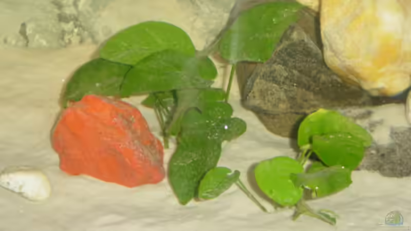 Anubias Bateria von Claudio Zeitler (3)