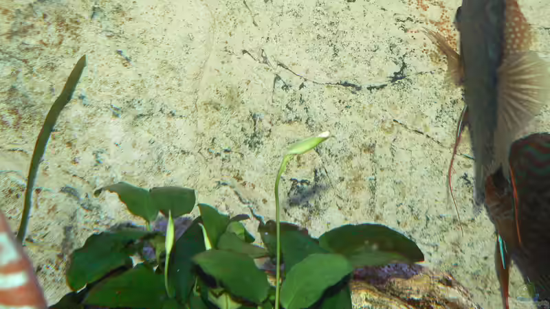 Anubias beginnt zu blühen von Uwe W (20)