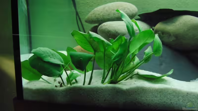 Anubias Berter von schwiizerfisch93 (6)