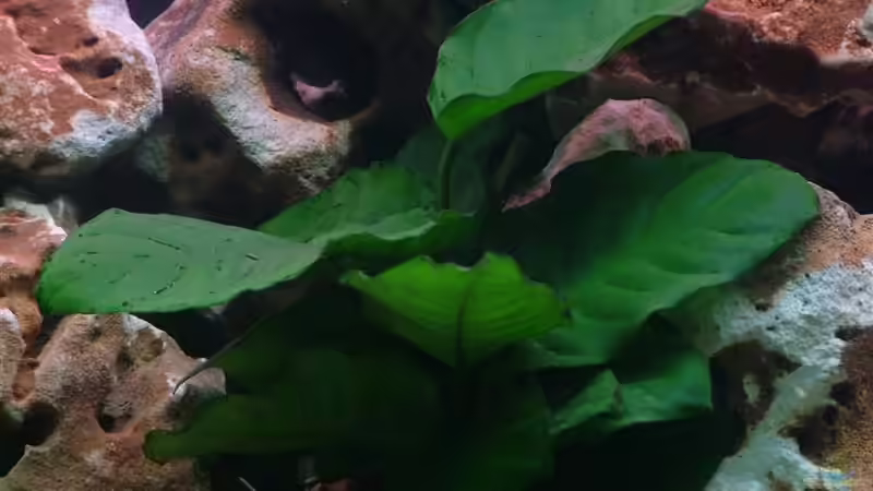 Anubias Bild 1 von Martin Priemetshofer (4)