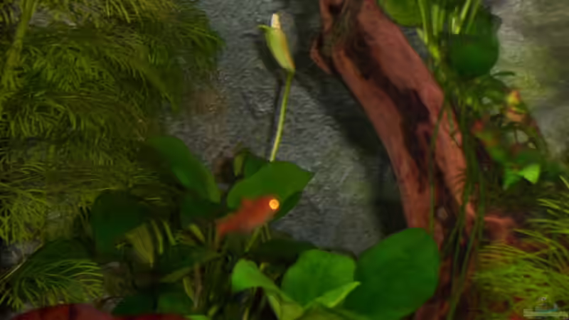 Anubias blüht von Ralf Franke (7)