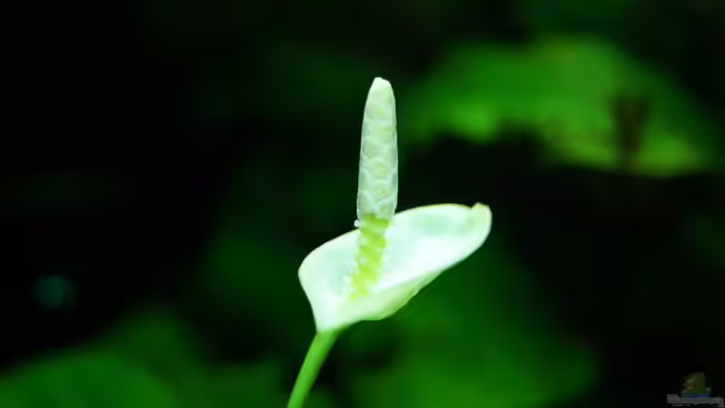 Anubias-Blüte von Guido Seifert (15)
