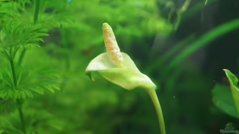 Anubias-Blüte von Raphi (10)