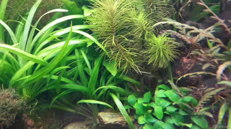 Anubias bonsai, Pogostemon erectus von Marcel Reiter (9)