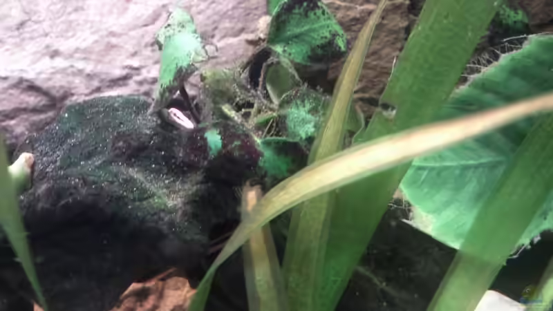 Anubias Bonsai auf Moorkienwurzel von mikael38 (16)