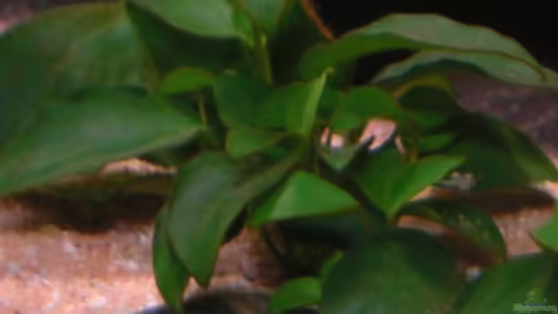 Anubias ´Bonsai´ von Kai Pragal (9)