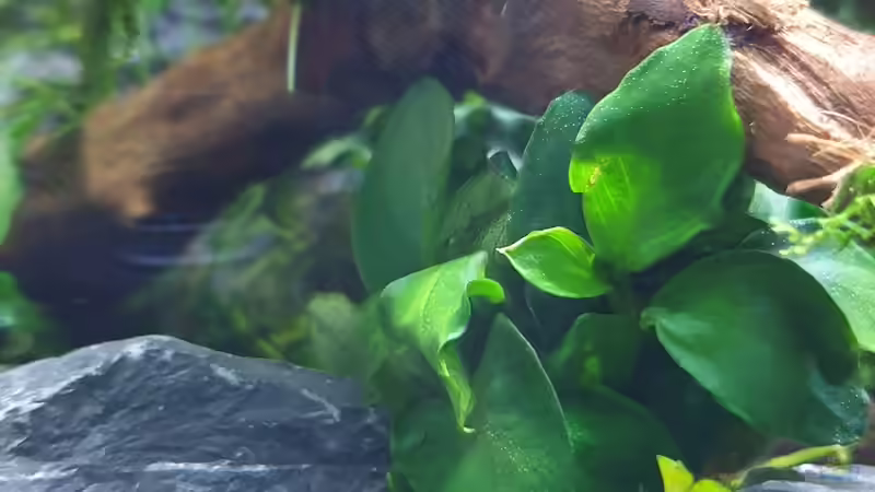 Anubias Bonsai von Romano E (16)