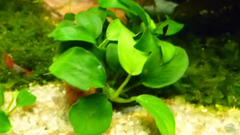 Anubias Bonsai von tanja4 (7)