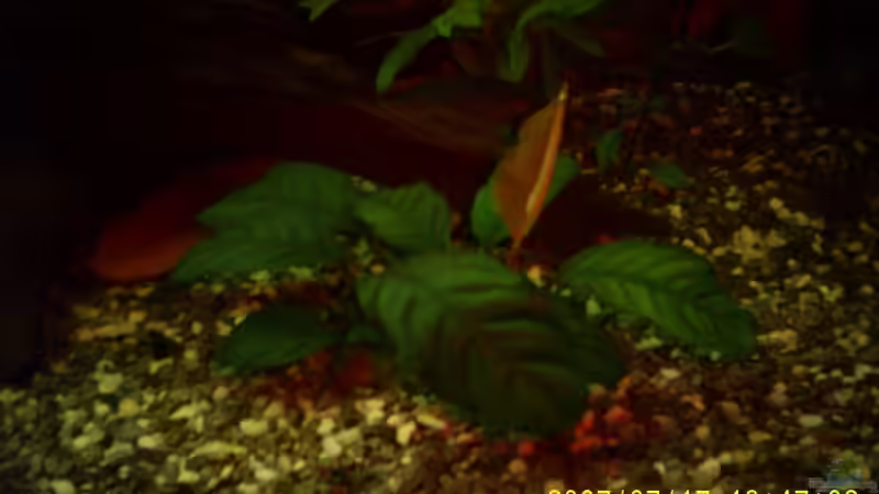 Anubias Coffeefolia von Christian Wirth (5)