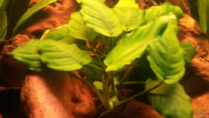 Anubias Coffeefolia von Grek77 (12)