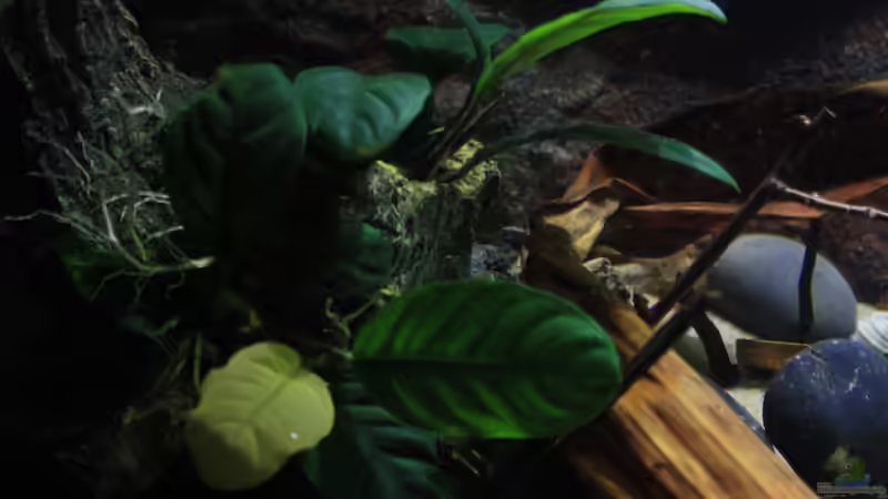 Anubias Coffefolia  von Florian Bandhauer (51)