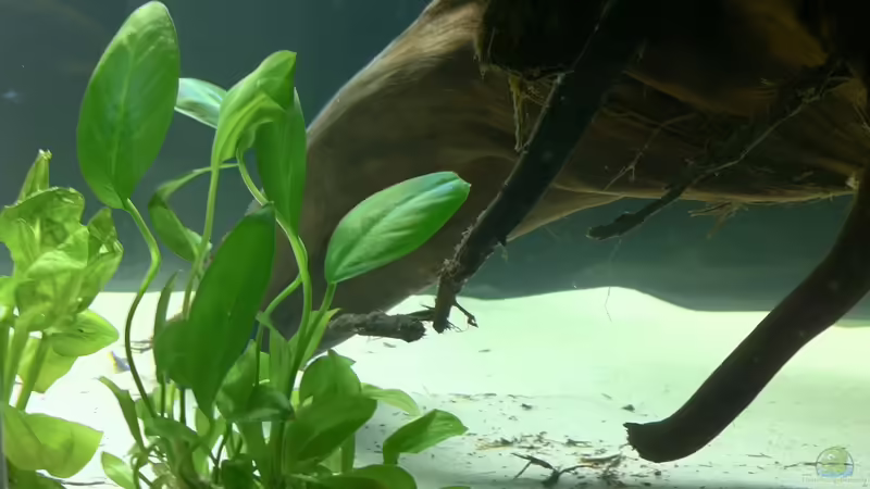 Anubias congensis  von me8210 (8)