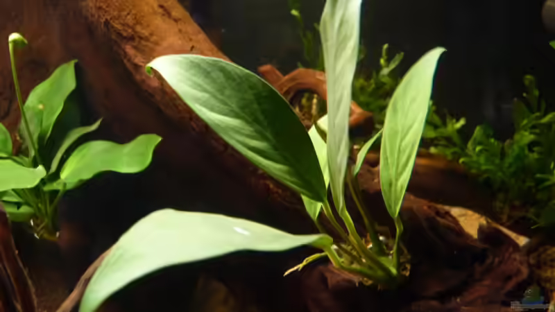 Anubias congensis *12.04.2013* von lützkopf (33)