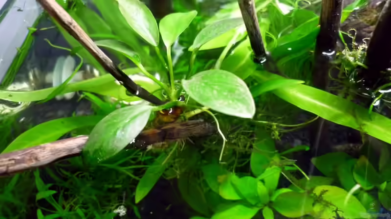 Anubias congensis Kongo-Speerblatt / Emers von Chris_R. (12)