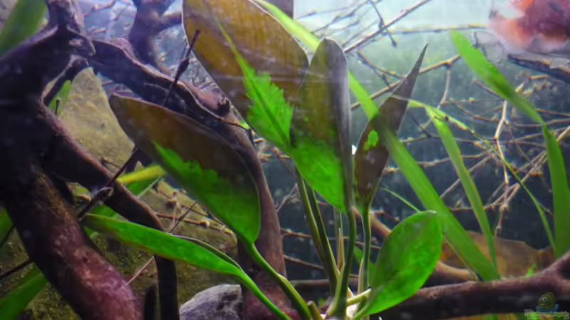 Anubias congensis von Chris_R. (14)