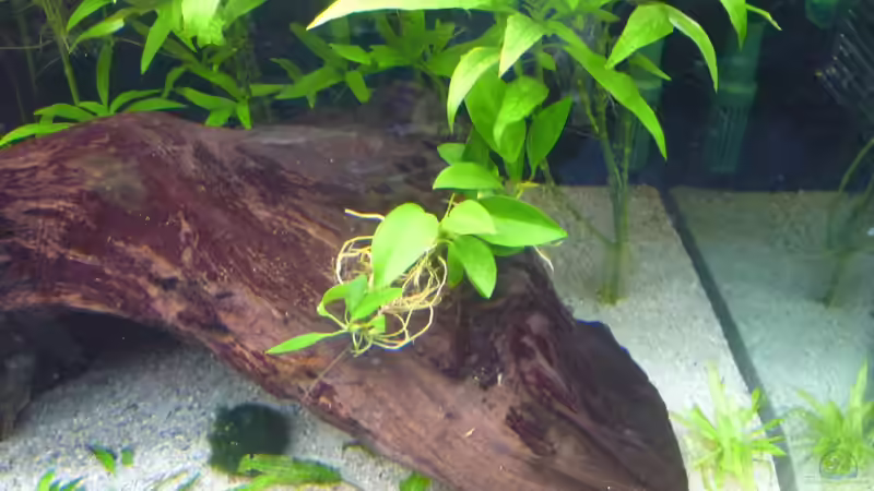 Anubias congensis von Frank Wollenburg (14)