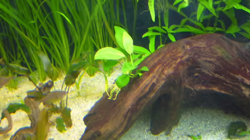 Anubias congensis von Frank Wollenburg (15)