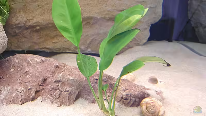 Anubias congensis von Martin Eberhardt (9)