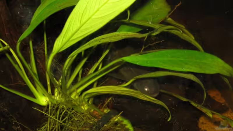 Anubias congensis von Misanthrop (2)