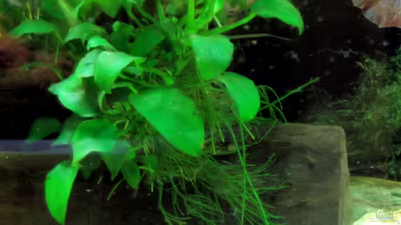 Anubias congensis von The Last (3)