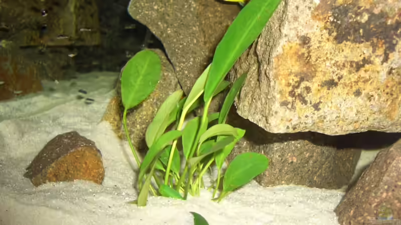 anubias congensis von various77 (5)