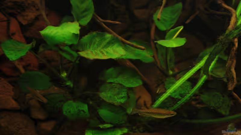 Anubias die, die rechte Beckenseite abschliessen! von Bämbel (33)