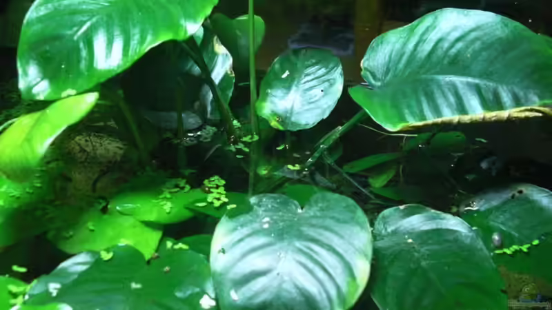 Anubias emers von **Die Julia** (8)