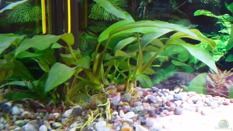 Anubias ´Garbon´ von Kleene69 (7)