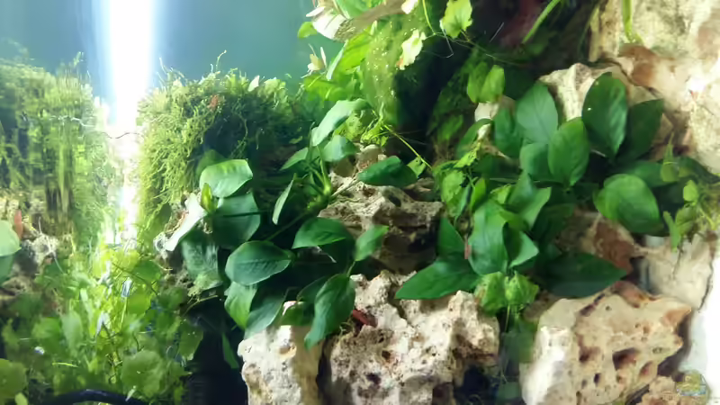 anubias gedeihen prächtig  von Spawngrow (21)