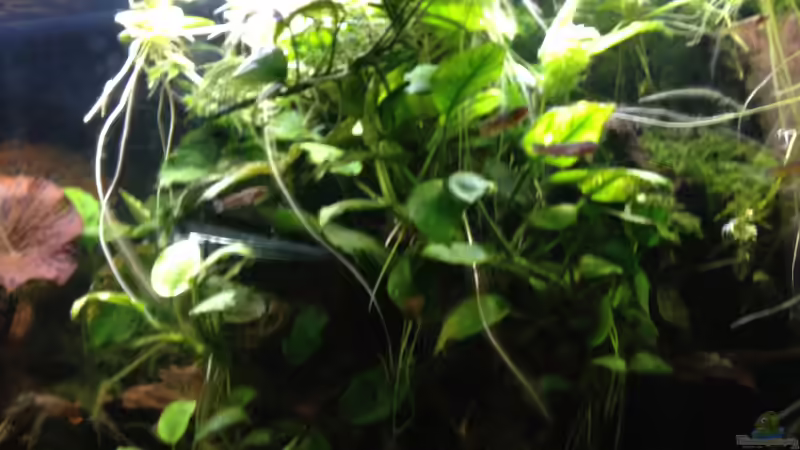 Anubias Gewirr von schmitzkatze (9)