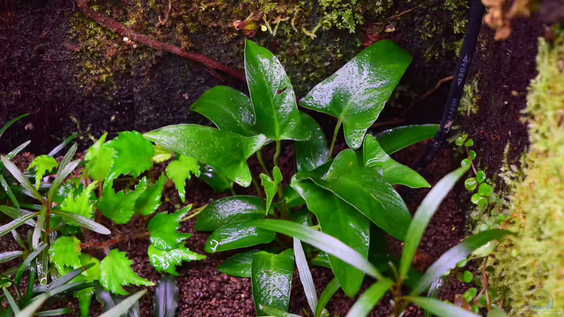 Anubias gracilis von Junglist (22)