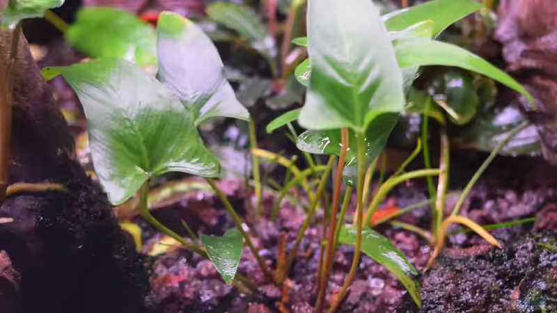 Anubias gracilis von Junglist (31)